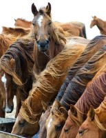 Nutrição correta e vacinação ajudam a melhorar o desempenho dos cavalos de trabalho