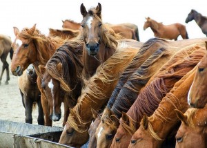 nutrição de cavalos