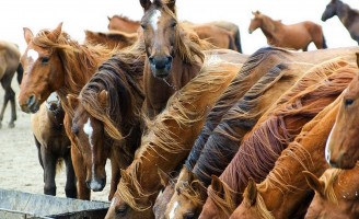 Nutrição correta e vacinação ajudam a melhorar o desempenho dos cavalos de trabalho