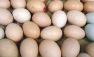 Ovos de qualidade são resultados de uma boa alimentação para a galinha poedeira
