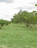 Pequenos pomares é alternativa de renda para os agricultores