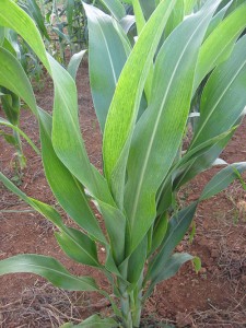 sorgo - planta