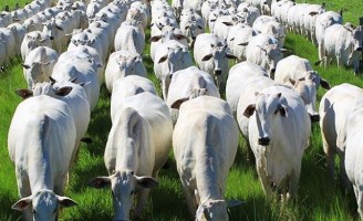 A preparação para a excelência da reprodução das vacas nelores