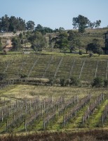 Uma atração das Vinícolas uruguaias: o festival da poda dos parreirais