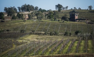 Uma atração das Vinícolas uruguaias: o festival da poda dos parreirais