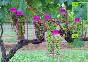 Identificação das plantas