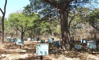 Qualidade do mel pode melhorar com apiário em área com sombreamento natural