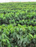 Os maiores produtores mundiais de café fazem as contas da produção na safra 2017-2018