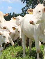A raça bovina Canchim está se expandindo por várias regiões brasileiras