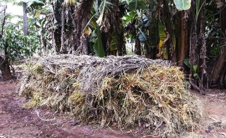 Fertilizantes sintéticos oneram a agricultura brasileira que busca reduzir custos com técnicas orgânicas