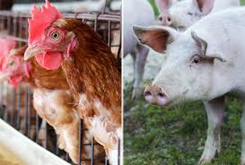 Queda nas exportações brasileiras de carne de frango e de suínos