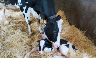 Cuidados para a criação de vacas começa com manejo correto das bezerras