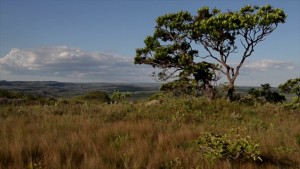 Bioma Cerrado