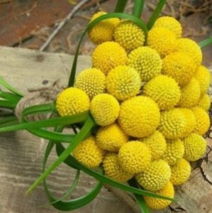 Flor - craspédia