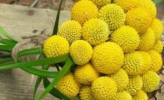 Um mês de beleza e perfume na maior exposição de flores do Brasil