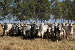 Garrote no pasto