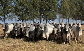 Um bezerro filho de touro com genética de qualidade é mais rentável para o produtor rural