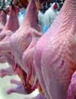 Exportações de carne de frango batem recorde histórico