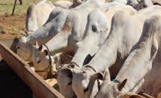 A importância das vitaminas para a boa formação dos animais