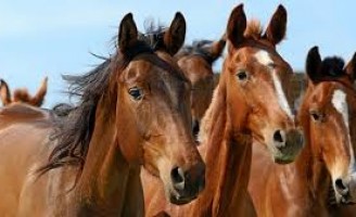 Cuidados recomendados para imunizar os cavalos