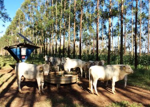 gado e água