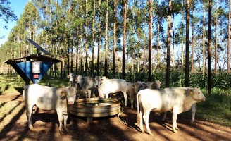 A sombra da agroflorestal faz o gado beber menos água