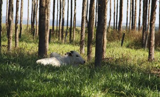 Temperaturas altas prejudicam capacidade reprodutiva dos bovinos