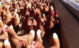 Uma cartilha ensina práticas seguras para dar mais competitividade às granjas produtoras de ovos