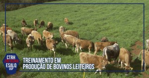 gersey no pasto