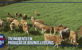 Um curso vai ensinar à distância os segredos da produção de bovinos de leiteiros
