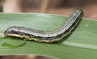 Pesquisa busca descobrir resistência de pragas aos produtos químicos aplicados na lavoura