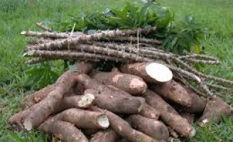 ONU declara a mandioca como o alimento do século XXI