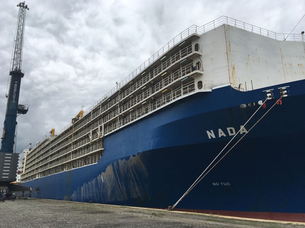 As polêmicas geradas pelo transporte de bois vivos para o exterior