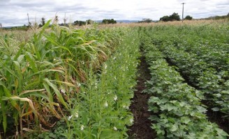 Experiência de agricultores e técnicos valoriza o cultivo de algodão em consórcios agroecológicos
