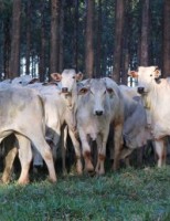A tuberculose em rebanhos bovinos é uma doença que exige atenção do produtor rural