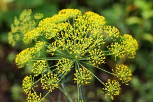 dill