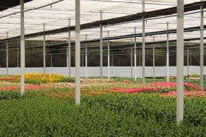 floricultura crescimento 1