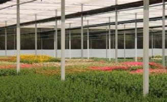 Floricultura desconhece a crise que o Brasil vive e tem previsão de crescimento