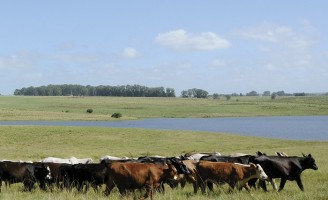 Entenda as diferenças de bovinos criados em confinamento e os criados a pasto
