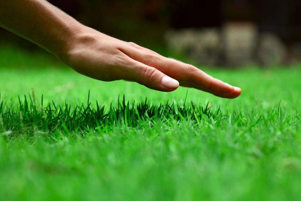 A Escola Superior de Agricultura vai ensinar como cuidar bem dos gramados para o futebol