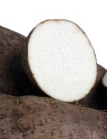 Uma cultivar de inhame mais produtivo e de fácil manejo em todo o país