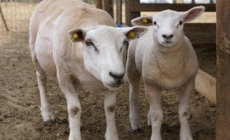Orientações para melhorar o manejo da cruza em ovinos
