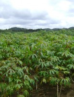 Controle da plantação de mandioca no semiárido usando o sistema de produção agroecológica