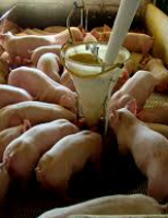 Entenda a importância da alimentação para a criação de suínos