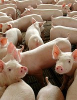 Brasil adota medidas sanitárias para barrar eventual ingresso da peste suína africana
