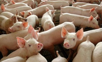 Brasil adota medidas sanitárias para barrar eventual ingresso da peste suína africana