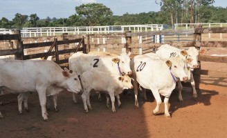 Sombreamento no campo estimula que as vacas produzam cerca de  20% a mais de embriões