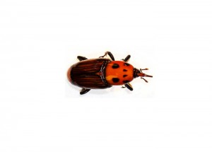 Bicudo vermelho