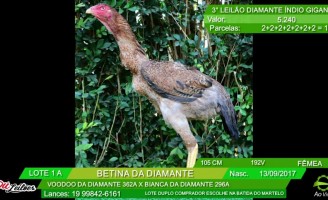Inacreditável! Mas uma galinha foi vendida por R$ 74 mil no interior de São Paulo