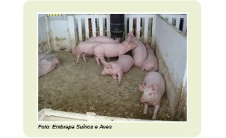 Um jeito diferente para criar porcos em pequenas propriedades